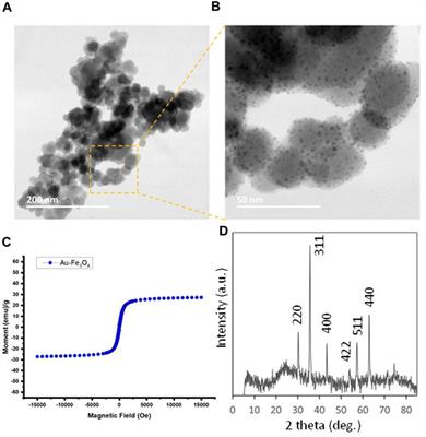 Gold-iron oxide (Au/Fe3O4) magnetic nanoparticles as the nanoplatform for binding of bioactive molecules through self-assembly